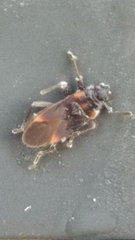 Ochrimnus tripligatus