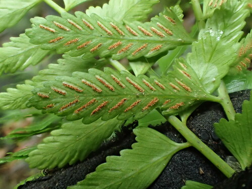 Asplenium tenerum iNat (2)