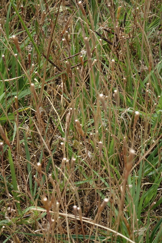 Tausch's Goatgrass (Aegilops tauschii)