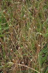 Aegilops tauschii