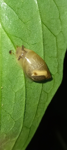 Obični jantarnjak (Succinea putris)