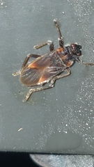 Ochrimnus tripligatus