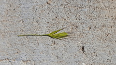 Festuca bromoides