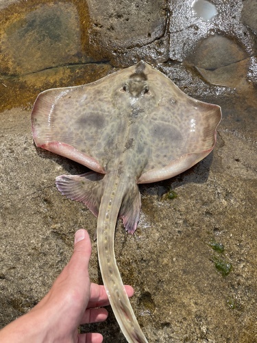 Ray (Sympterygia bonapartii) — Arhynchobatidae — 4