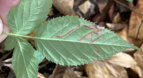 Stigmella villosella photo 5