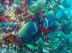 Chaetodon collare