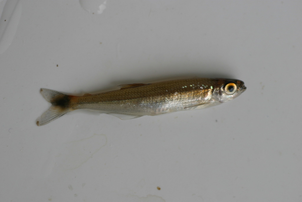 Slender tetra (Iguanodectes spilurus) — Iguanodectidae