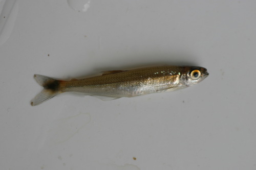 Slender tetra (Iguanodectes spilurus) — Iguanodectidae