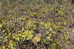 Adenocalymma inundatum