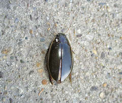 Cybister lateralimarginalis