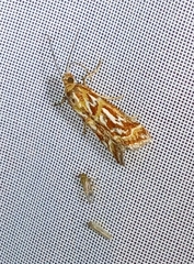 Acrobasis porphyrella