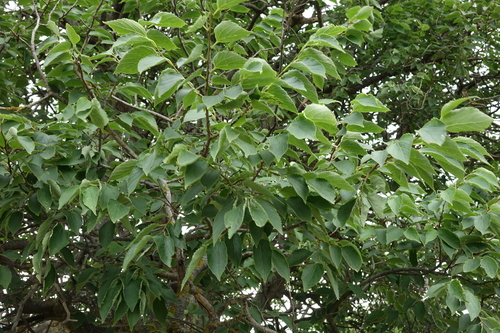 Celtis glabrata