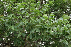 Celtis glabrata