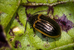 Microtheca ochroloma