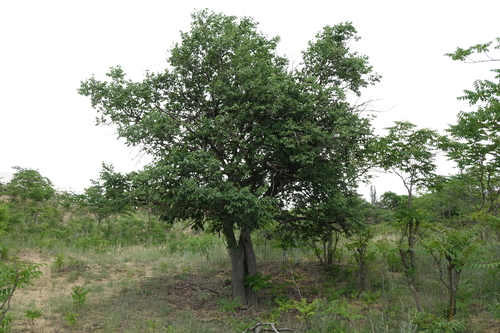 Celtis glabrata, photograph 1