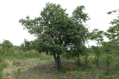 Oleg Kosterin, CC BY, iNaturalist via GBIF Celtis glabrata, photograph Oleg Kosterin, CC BY, iNaturalist via GBIF