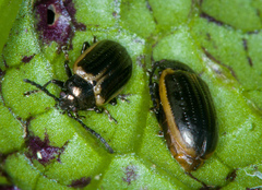 Microtheca ochroloma