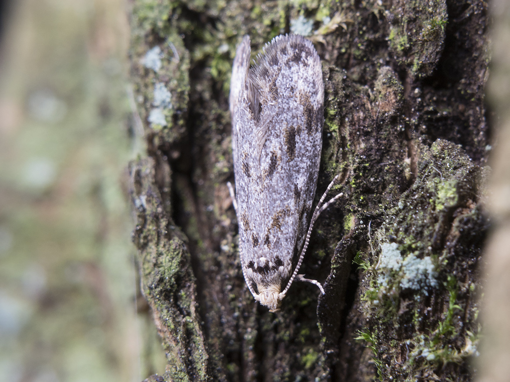 Dryadaula irinae