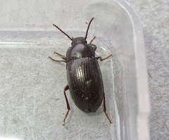 Nalassus dermestoides