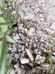Lineostriastiria hutsoni
