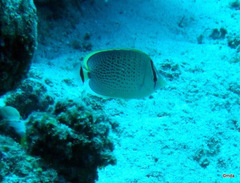 Chaetodon guttatissimus