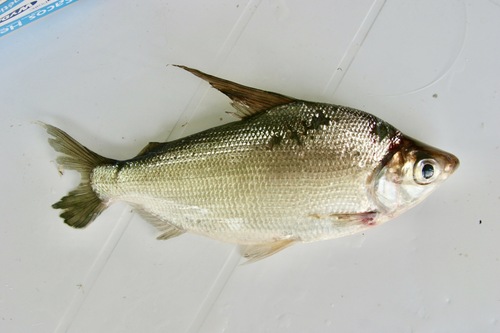 Plain curimata (Curimata inornata) — Curimatidae