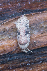 Agonopterix propinquella