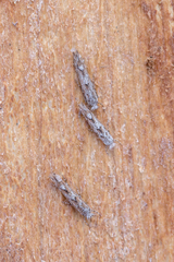 Phyllonorycter apparella