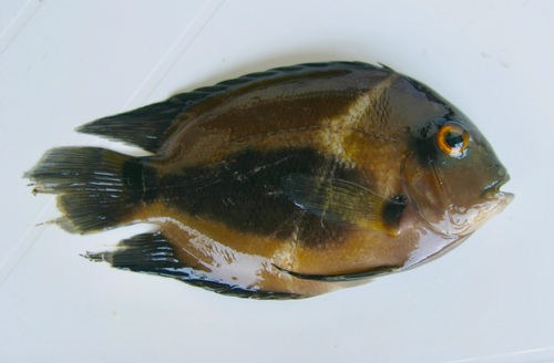 Uaru (Uaru amphiacanthoides) — Cichlidae — 2