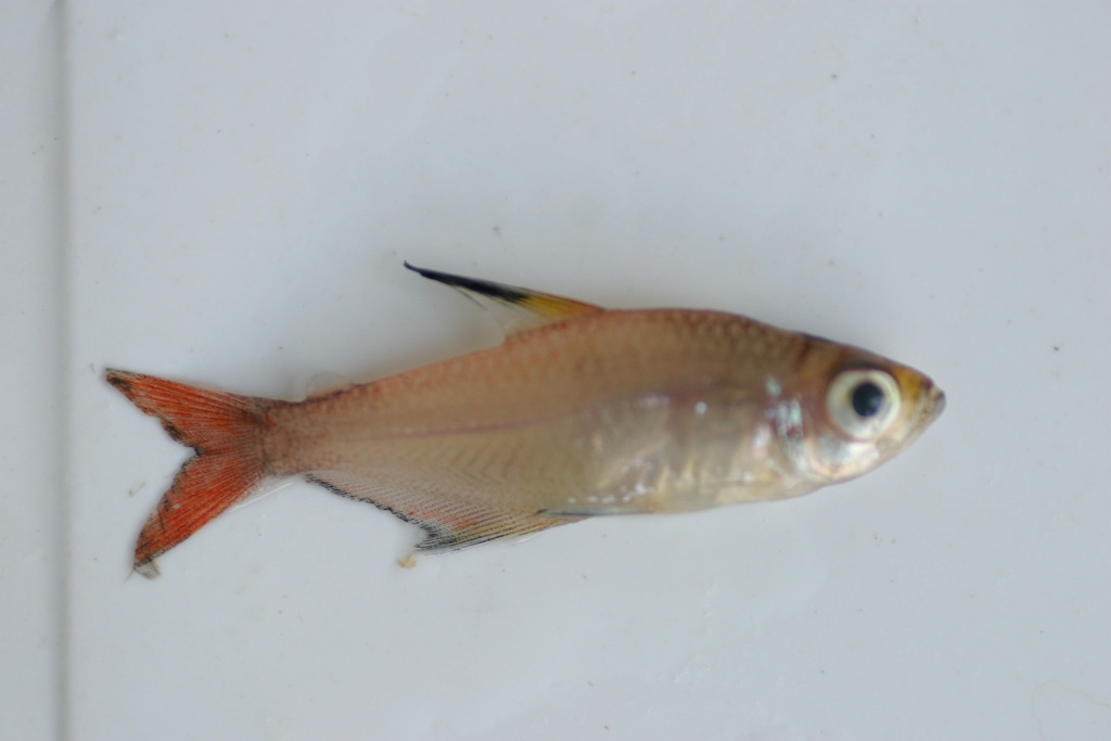 Haseman's tetra (Hyphessobrycon hasemani) — Characidae
