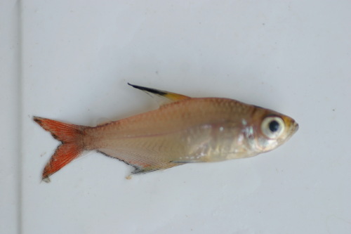 Haseman's tetra (Hyphessobrycon hasemani) — Characidae