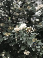 Viburnum tinus