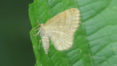 Euchoeca nebulata