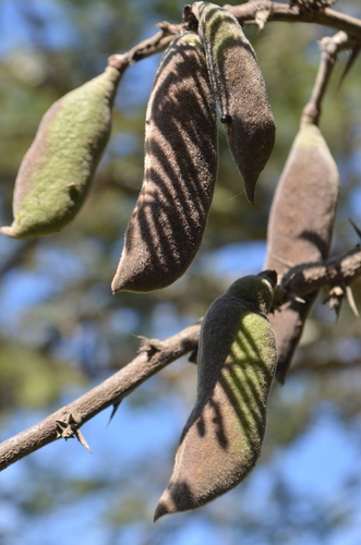 fern-leaf acacia