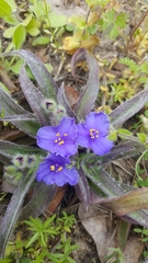 Tradescantia subacaulis