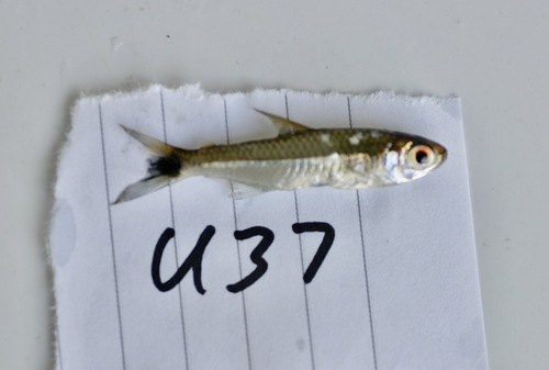 Smooth tetra (Hemigrammus levis) — Characidae