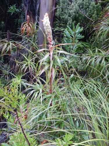 Image of Richea dracophylla by (c) Paul J. Morris, some rights reserved (CC BY-SA)