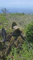 Mimus parvulus parvulus