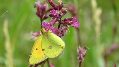 Colias myrmidone