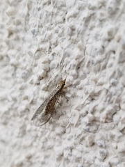 Eremochrysa tibialis