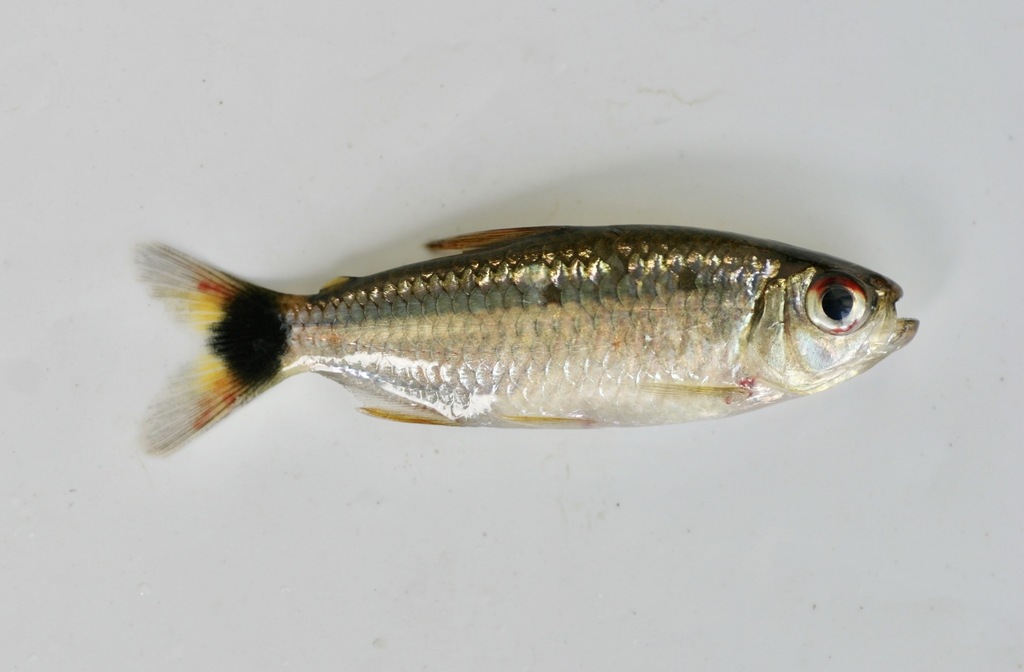 Black Caudal Peduncle Tetra