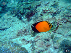 Chaetodon melapterus