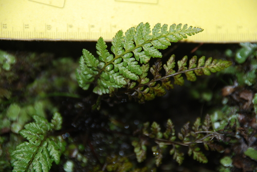Athyrium haleakalae
