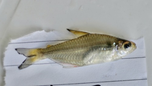 colletti tetra