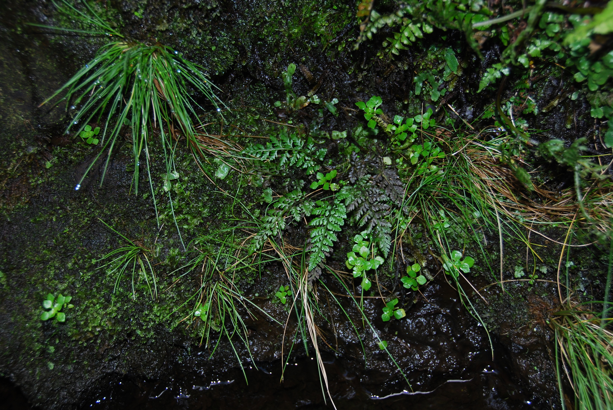 Athyrium haleakalae
