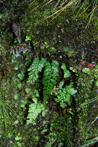 Athyrium haleakalae
