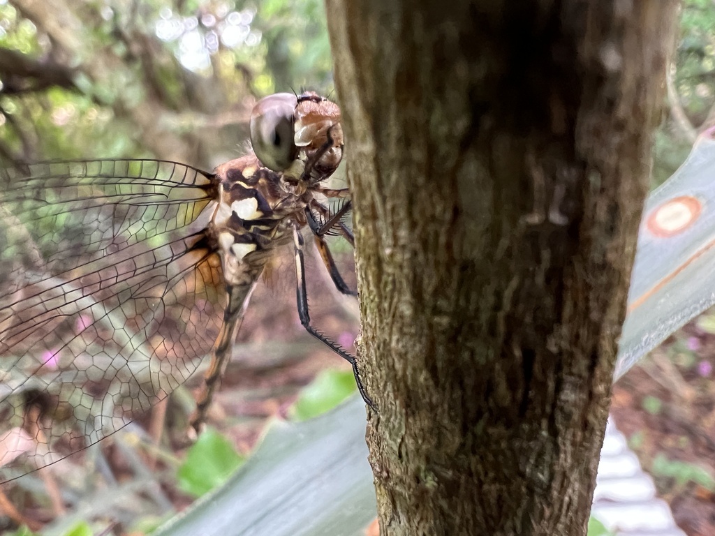 Orthemis philipi