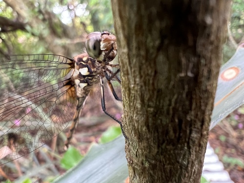 Orthemis philipi