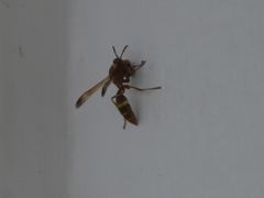 Polistes badius
