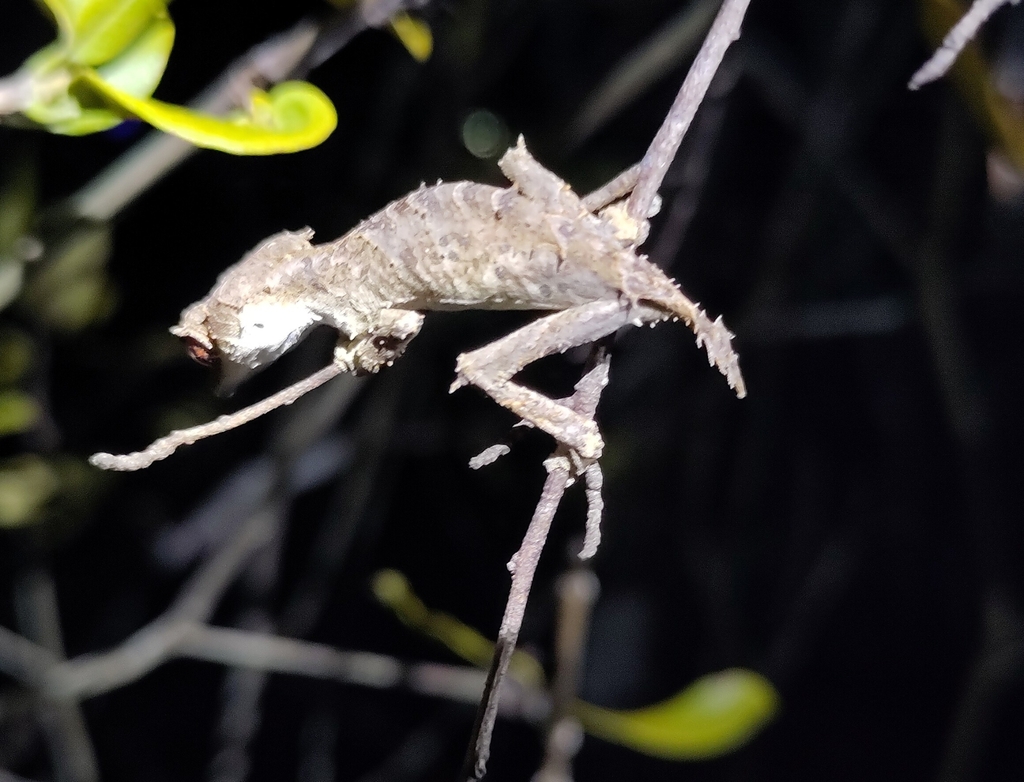 Ankarana Leaf-Tailed Gecko